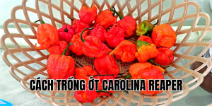 cách trồng ớt carolina reaper