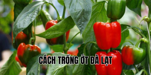 cách trồng ớt đà lạt