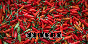 cách trồng ớt đỏ