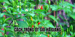 cách trồng ớt gió hà giang
