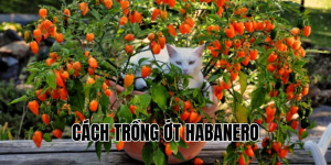 cách trồng ớt habanero