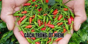 cách trồng ớt hiểm