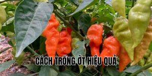 cách trồng ớt hiệu quả