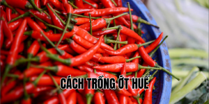 cách trồng ớt huế