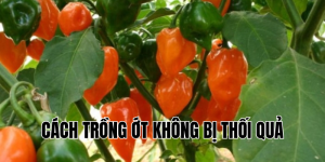 cách trồng ớt không bị thối quảa