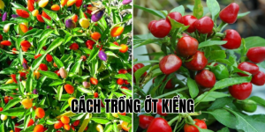 cách trồng ớt kiểng