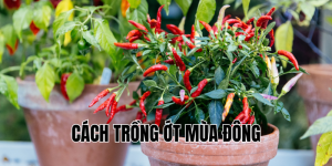 cách trồng ớt mùa đông