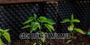 cách trồng ớt mùa mưa