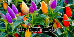 cách trồng ớt ngũ sắc