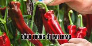 cách trồng ớt palermo