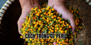 cách trồng ớt peru