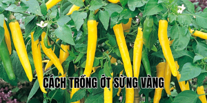 cách trồng ớt sừng vàng