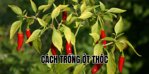 cách trồng ớt thóc