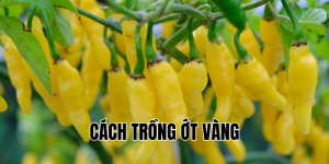 cách trồng ớt vàng