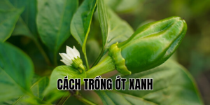 cách trồng ớt xanh