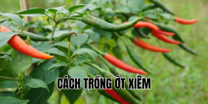 cách trồng ớt xiêm