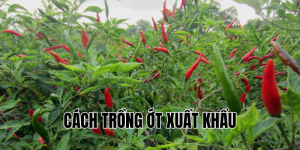 cách trồng ớt xuất khẩu