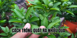 cách trồng quất ra nhiều quả