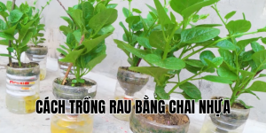cách trồng rau bằng chai nhựa