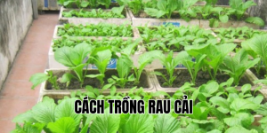 cách trồng rau cải