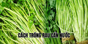 cách trồng rau cần nước