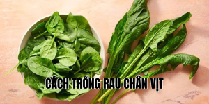 cách trồng rau chân vịt