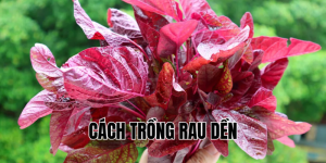 cách trồng rau dền