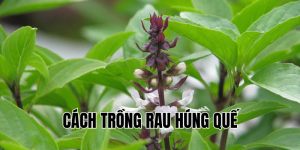 cách trồng rau húng quế