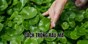 cách trồng rau má