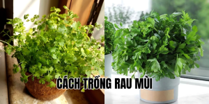 cách trồng rau mùi