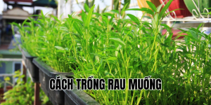 cách trồng rau muống