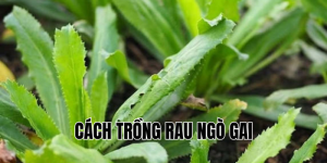 cách trồng rau ngò gai