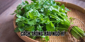 cách trồng rau ngò rí