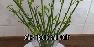 cách trồng rau ngót