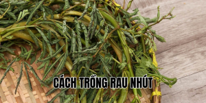 cách trồng rau nhút