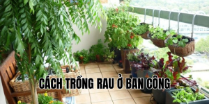 cách trồng rau ở ban công