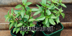 cách trồng rau quế