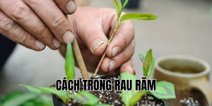cách trồng rau răm