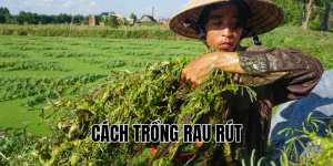 cách trồng rau rút