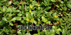 cách trồng rau sam