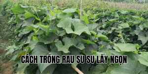 cách trồng rau su su lấy ngọn