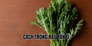 cách trồng rau tần ô