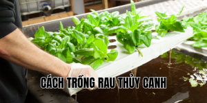 cách trồng rau thủy canh