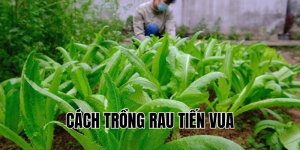cách trồng rau tiến vua