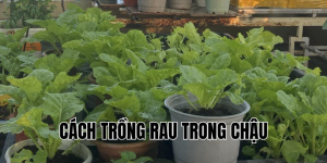 cách trồng rau trong chậu