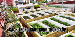 cách trồng rau trong thùng xốp