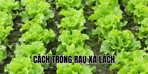 cách trồng rau xà lách