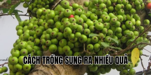 cách trồng sung ra nhiều quả